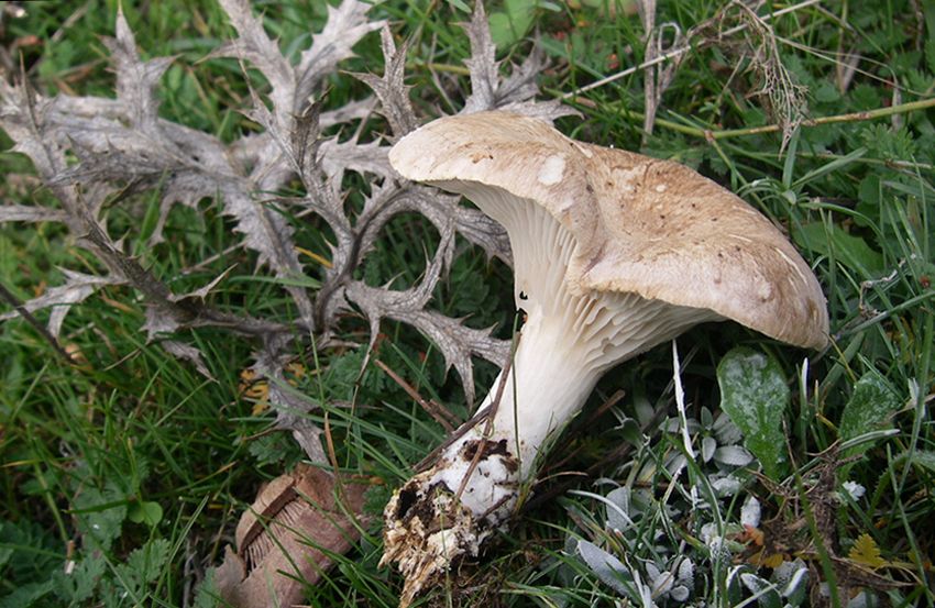 pleurote - pleorotus eryngii - champignons comestibles - la casa de las mushrooms