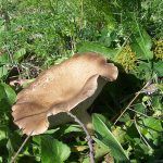 seta de cardo - pleorotus eryngii -setas comestibles - la casa de las setas