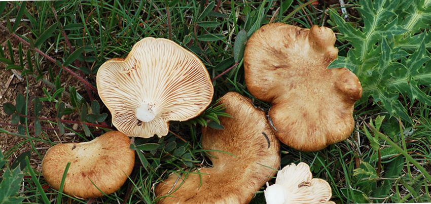 pleurote - pleorotus eryngii - champignons comestibles - la casa de las mushrooms