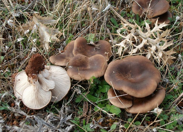 Setas de cardo, Pleurotus eryngii, solanas, ganado y "cardo corredor