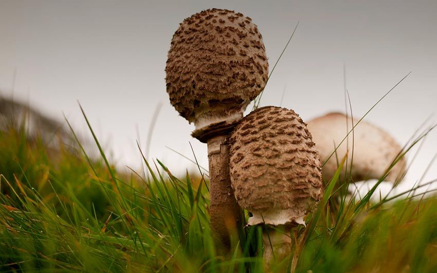 macrolepiota procera-apagallums-parasol-galimperna-la casa de las mushrooms
