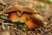 ✅ Boletus erythropus, mata parientes de pie rojo. ¡Delicioso!