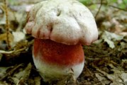 ✅ Boletus satanás. El boletus tóxico más peligroso