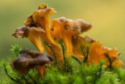 ✅ Cantharellus lutescens, camagroc, angula de monte. Conoce sus secretos
