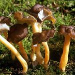 camagroc-cantharellus lutescens-angula de monte-la casa de las setas