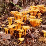 camagroc-cantharellus lutescens-angula de monte-la casa de las setas