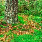 camagroc-cantharellus lutescens-angula de monte-la casa de las setas