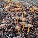 camagroc-cantharellus lutescens-angula de monte-la casa de las setas