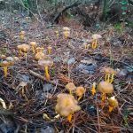 camagroc-cantharellus lutescens-angula de monte-la casa de las setas