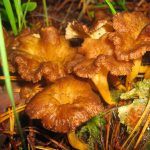 camagroc-cantharellus lutescens-angula de monte-la casa de las setas