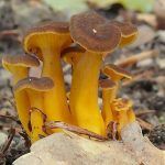 camagroc-cantharellus lutescens-angula de monte-la casa de las setas