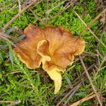 camagroc-cantharellus lutescens-angula de monte-la casa de las setas