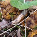 camagroc-cantharellus lutescens-angula de monte-la casa de las setas