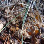 camagroc-cantharellus lutescens-angula de monte-la casa de las setas