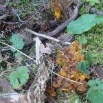 camagroc-cantharellus lutescens-angula de monte-la casa de las setas