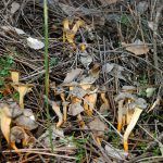 camagroc-cantharellus lutescens-angula de monte-la casa de las setas