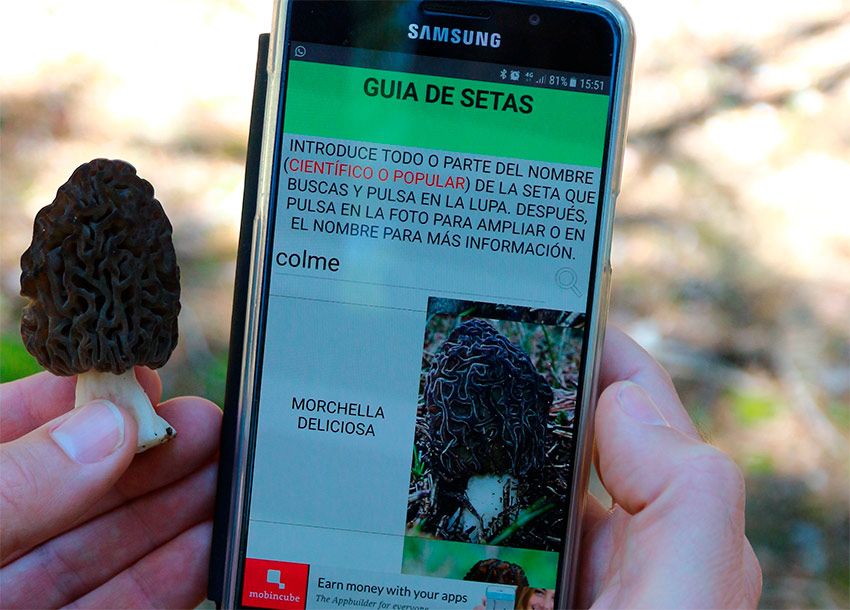 guia de setas app para identificar setas