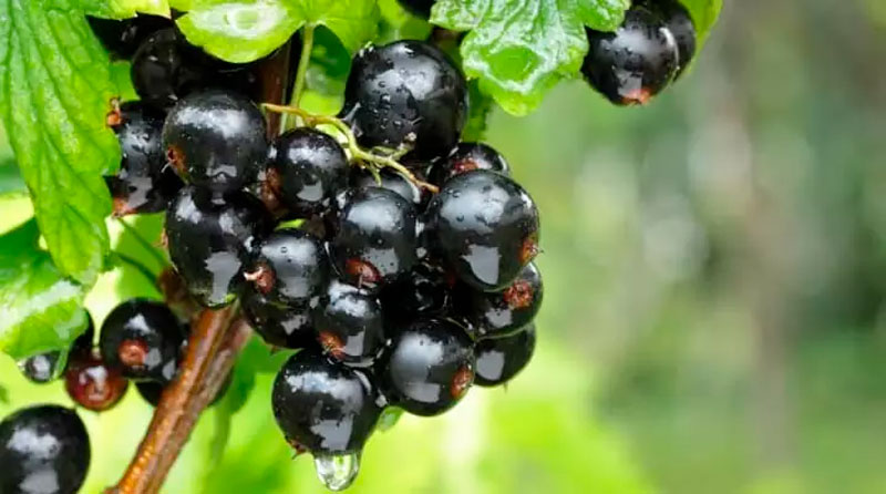ribes - la casa dei funghi