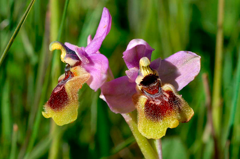 ▷ Orquídeas silvestres y setas, colorida belleza ⊛ Blog de Setas