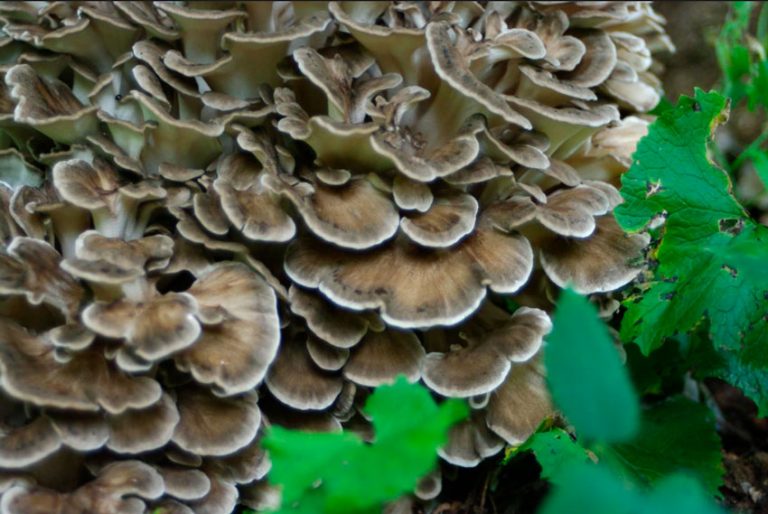 Maitake, propiedades del hongo grifola frondosa ⊛ Blog de Setas