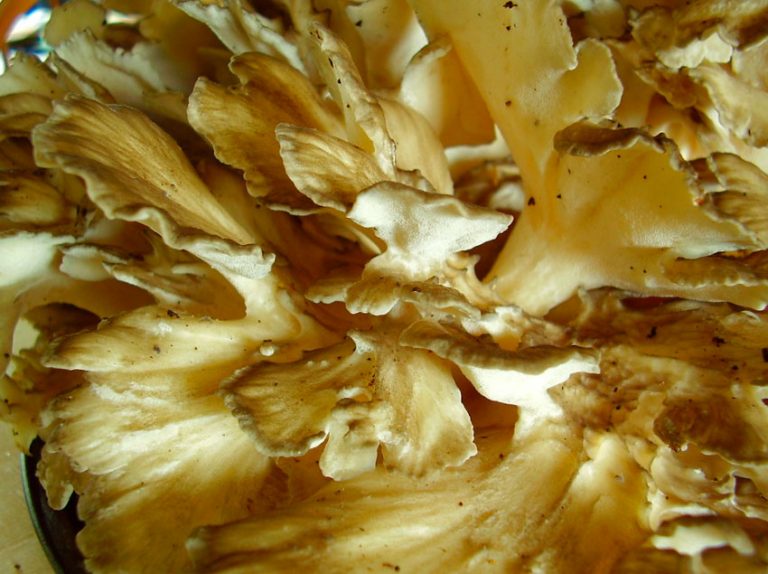 Maitake, propiedades del hongo grifola frondosa ⊛ Blog de Setas