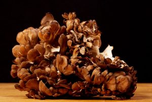 maitake grifola frondosa - la casa de las setas