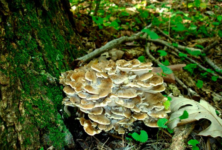 Maitake, propiedades del hongo grifola frondosa ⊛ Blog de Setas