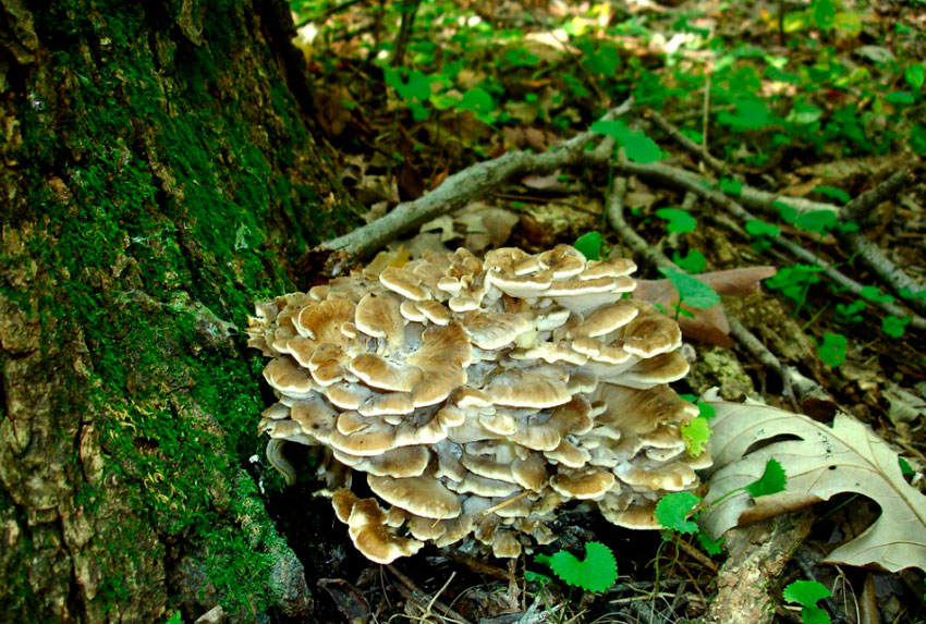 Maitake, propiedades del hongo grifola frondosa ⊛ Blog de Setas