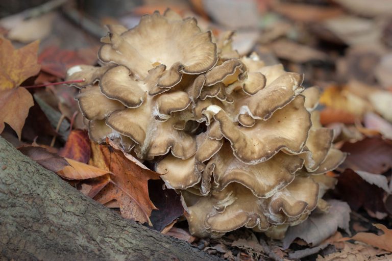 Maitake, propiedades del hongo grifola frondosa ⊛ Blog de Setas
