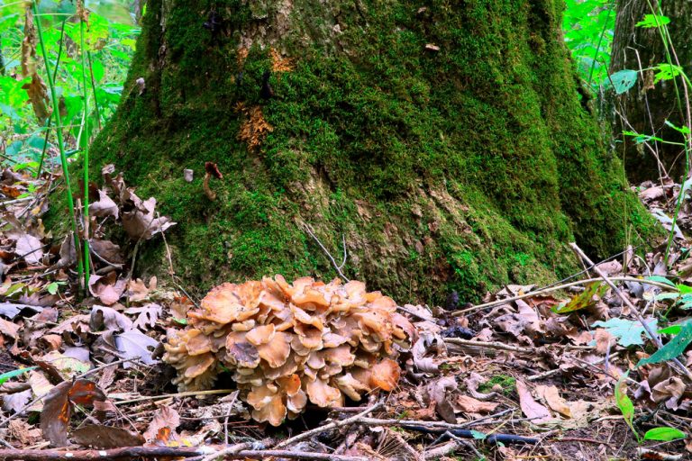 Maitake, propiedades del hongo grifola frondosa ⊛ Blog de Setas