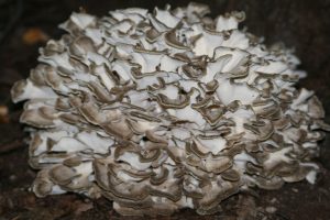 maitake grifola frondosa - la casa de las setas