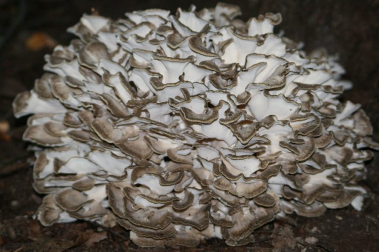 Maitake, propiedades del hongo grifola frondosa ⊛ Blog de Setas