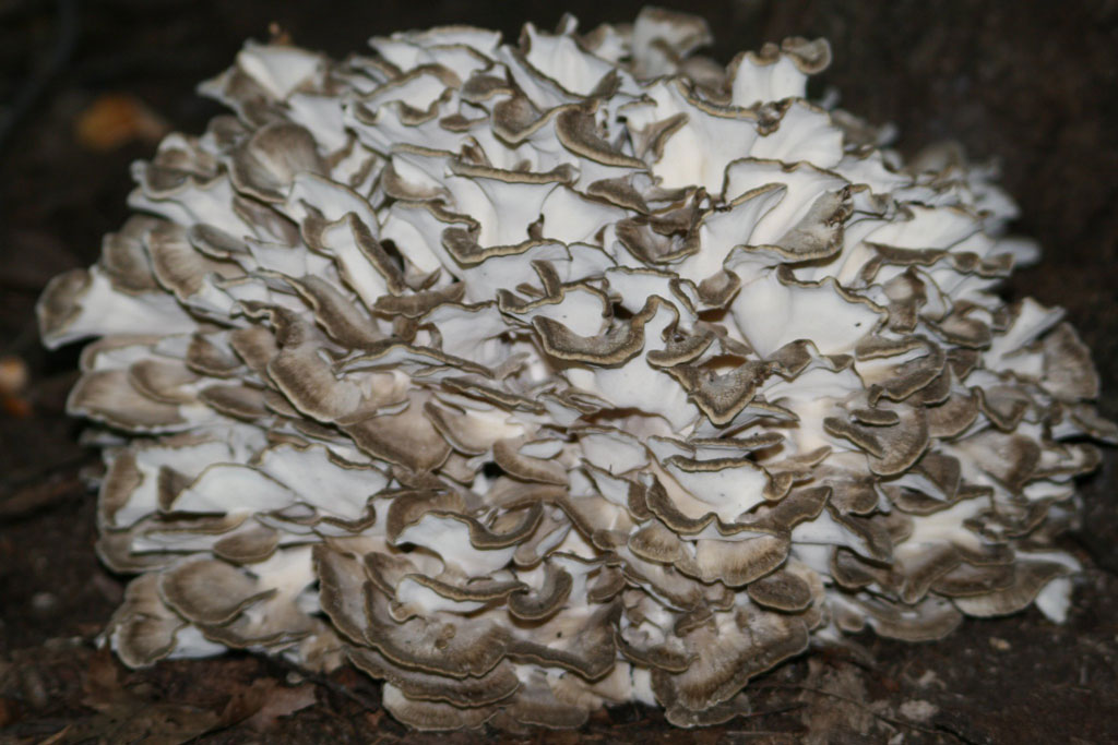 Maitake, propiedades del hongo grifola frondosa ⊛ Blog de Setas