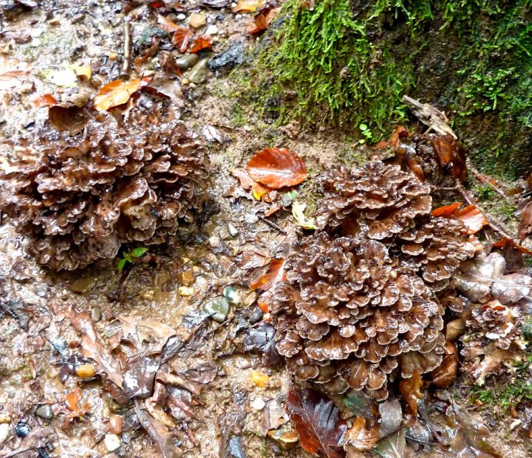 Maitake, propiedades del hongo grifola frondosa ⊛ Blog de Setas