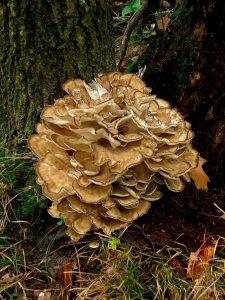 maitake grifola frondosa - la casa de las setas