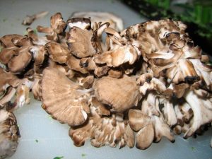 maitake grifola frondosa - la casa de las setas