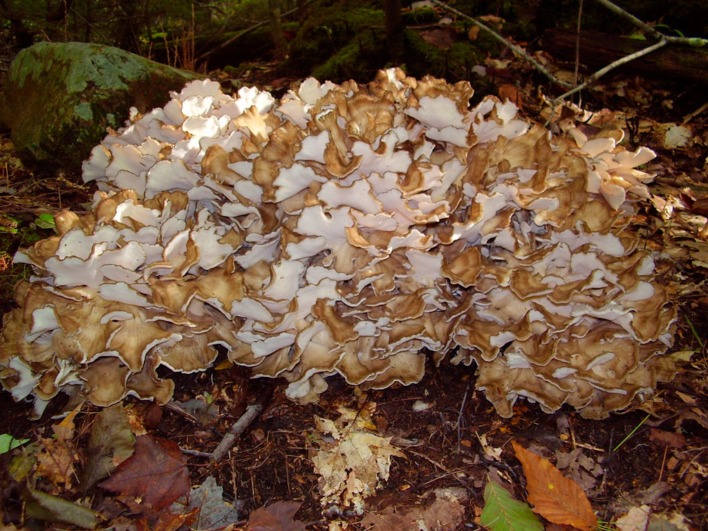 maitake grifola frondosa - la casa de las setas