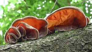 auricularia polytricha - la casa de las setas