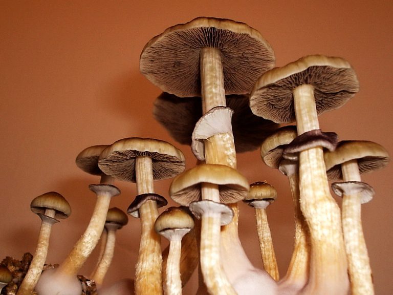 Psilocybe Cubensis, El Hongo De La Risa Que Cura La Depresión ⊛ Blog De ...