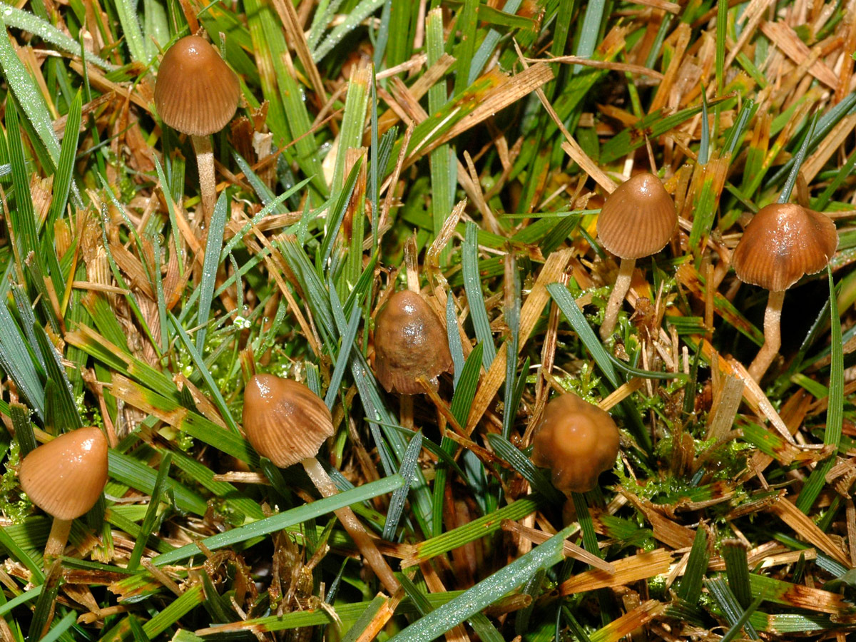 psilocybe semilanceata