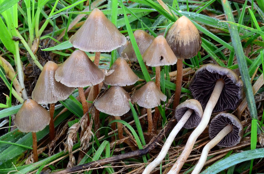 Psilocybe Semilanceata Pequeños Hongos Mágicos ⊛ Blog De Setas