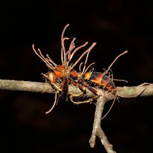 cordyceps - la casa de las setas