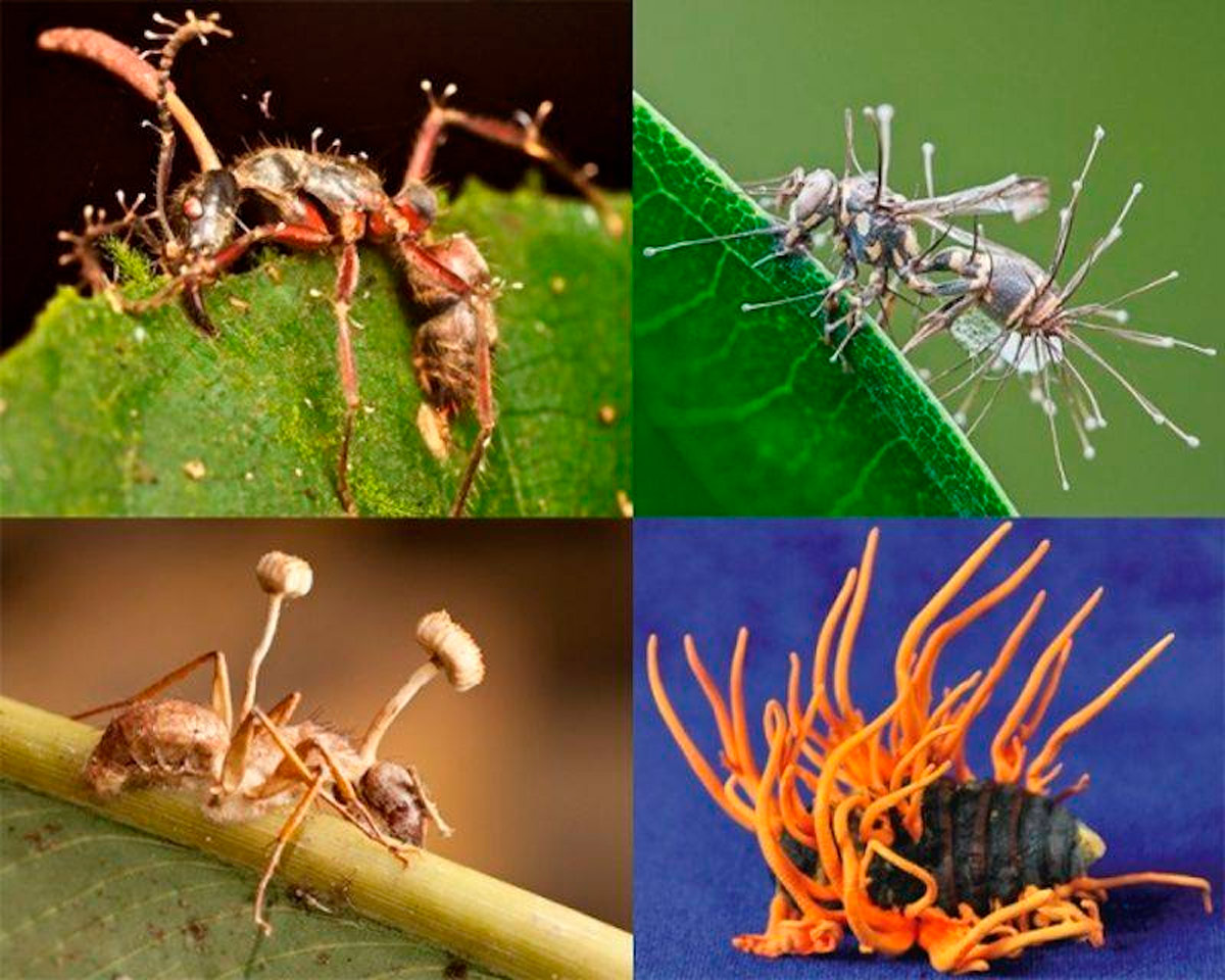 Насекомое живет в теле. Кордицепс однобокий. Кордицепс однобокий на муравье. Кордицепс муравей заражение. Гриб паразит кордицепс однобокий.