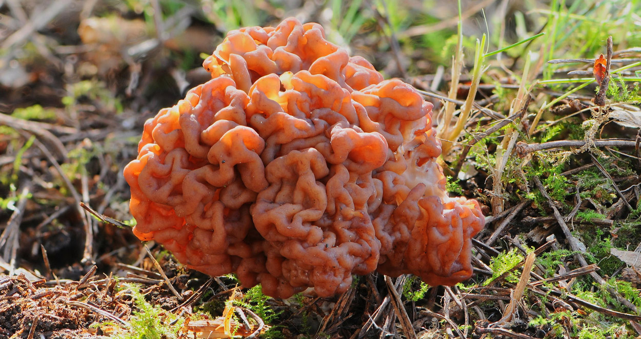 Gyromitra esculenta: El intrigante hongo bonete - Blog LCDLS
