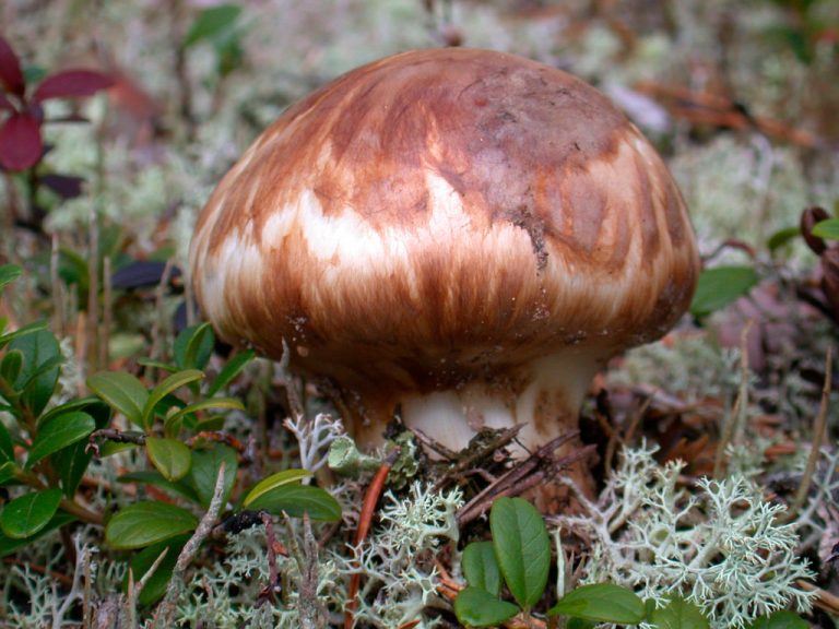 Tricholoma matsutake, la seta más cara del mundo ⊛ Blog de Setas