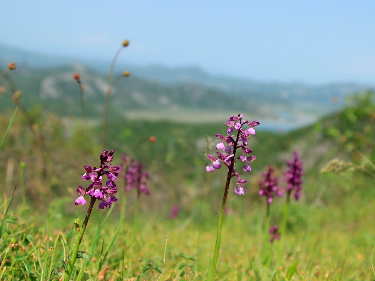 ▷ Orquídeas silvestres: belleza natural en la flora salvaje ⊛ Blog de Setas