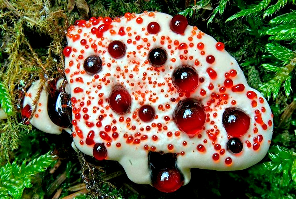 Hydnellum-peckii