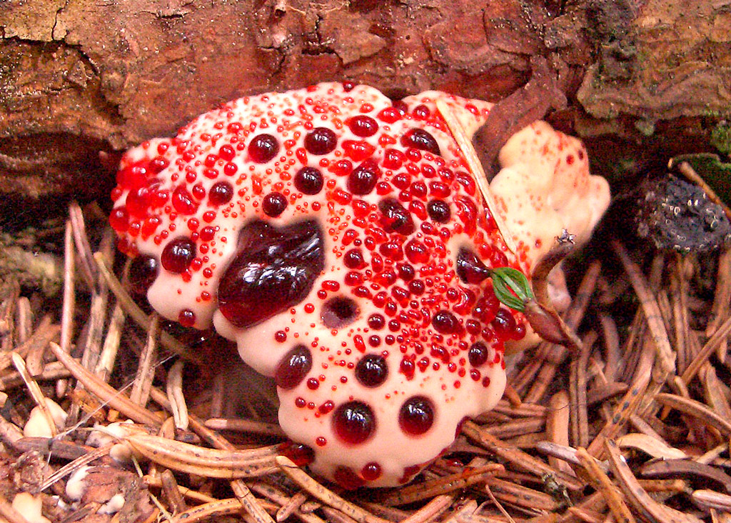 Hydnellum-peckii-