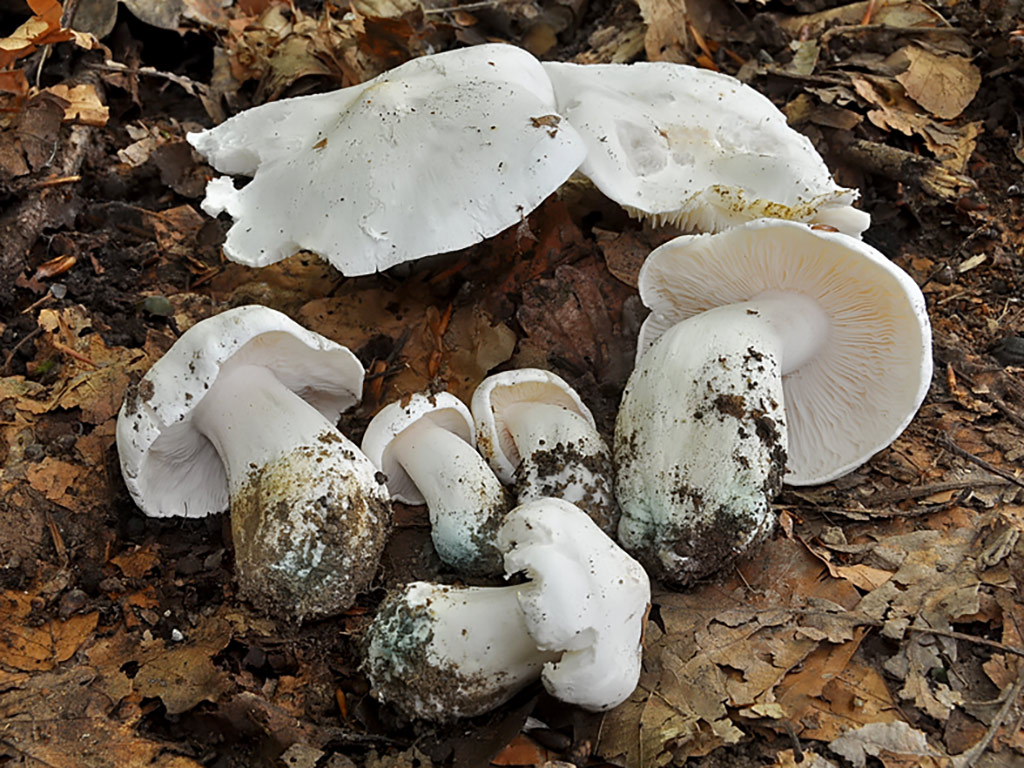 tricholoma columbetta