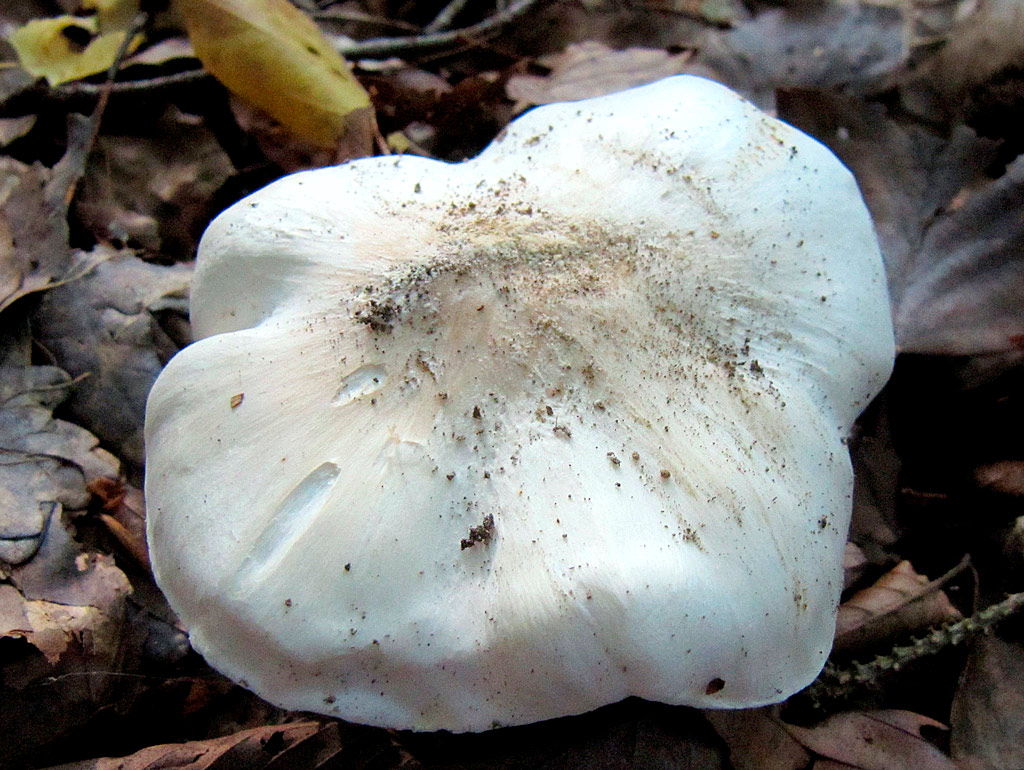 tricholoma columbetta